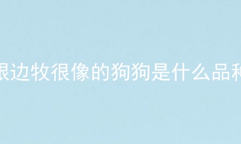 跟边牧很像的狗狗是什么品种