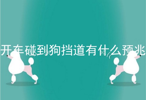 开车碰到狗挡道有什么预兆