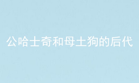 公哈士奇和母土狗的后代