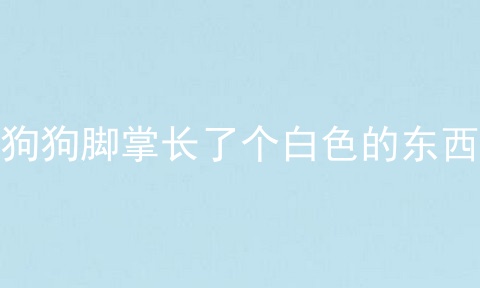 狗狗脚掌长了个白色的东西