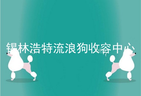 锡林浩特流浪狗收容中心