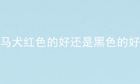 马犬红色的好还是黑色的好