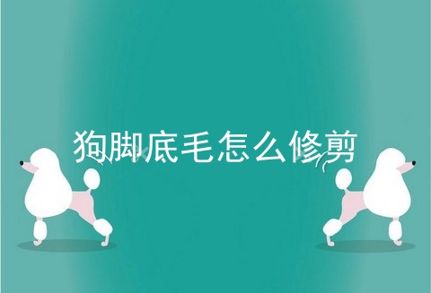 狗脚底毛怎么修剪