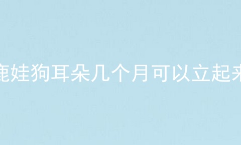 鹿娃狗耳朵几个月可以立起来