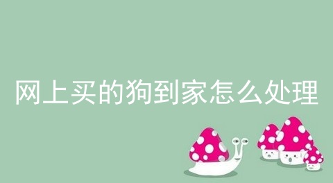 网上买的狗到家怎么处理