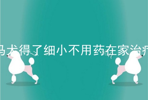 马犬得了细小不用药在家治疗