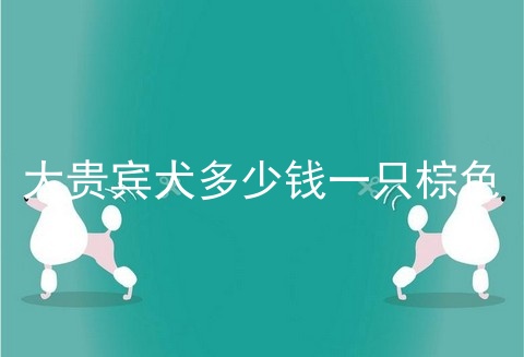 大贵宾犬多少钱一只棕色