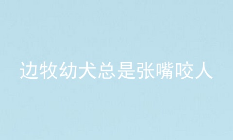 边牧幼犬总是张嘴咬人