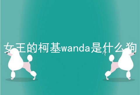 女王的柯基wanda是什么狗