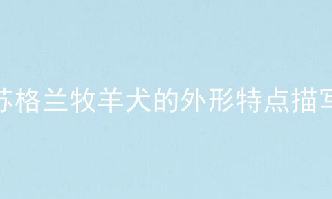 苏格兰牧羊犬的外形特点描写