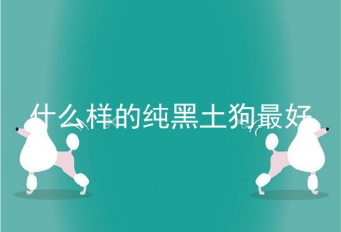 什么样的纯黑土狗最好