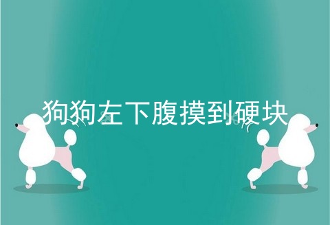 狗狗左下腹摸到硬块