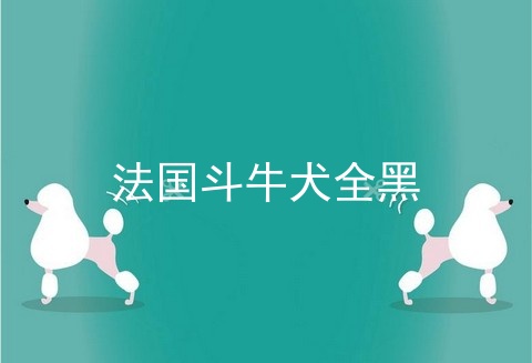 法国斗牛犬全黑