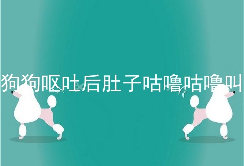 狗狗呕吐后肚子咕噜咕噜叫