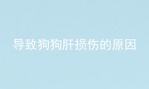 导致狗狗肝损伤的原因
