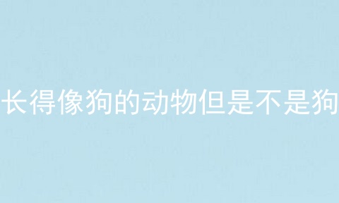 长得像狗的动物但是不是狗