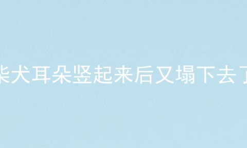 柴犬耳朵竖起来后又塌下去了