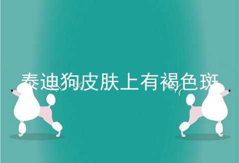 泰迪狗皮肤上有褐色斑