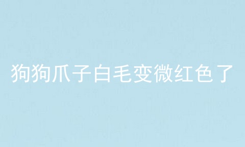 狗狗爪子白毛变微红色了