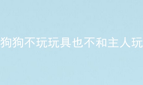 狗狗不玩玩具也不和主人玩