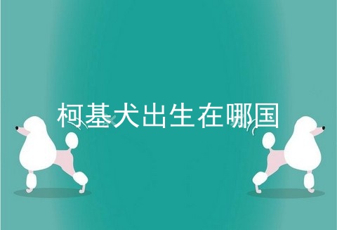 柯基犬出生在哪国