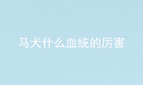 马犬什么血统的厉害