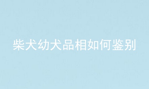 柴犬幼犬品相如何鉴别