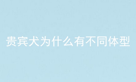 贵宾犬为什么有不同体型
