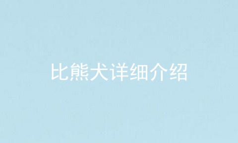 比熊犬详细介绍