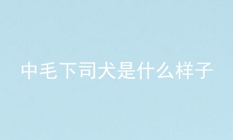 中毛下司犬是什么样子