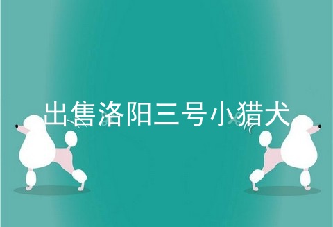 出售洛阳三号小猎犬