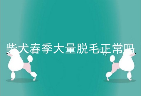 柴犬春季大量脱毛正常吗