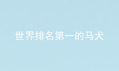 世界排名第一的马犬