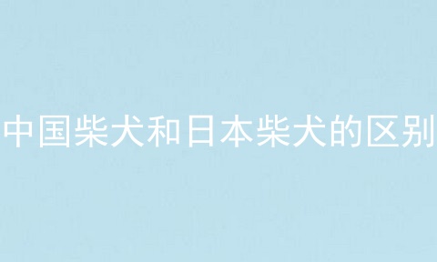 中国柴犬和日本柴犬的区别