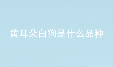 黄耳朵白狗是什么品种