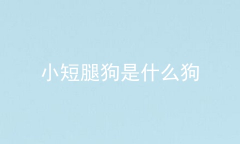 小短腿狗是什么狗