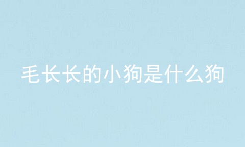 毛长长的小狗是什么狗