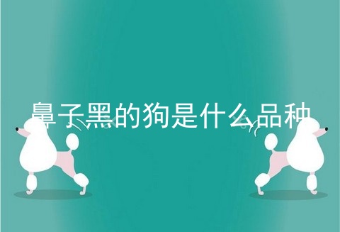 鼻子黑的狗是什么品种