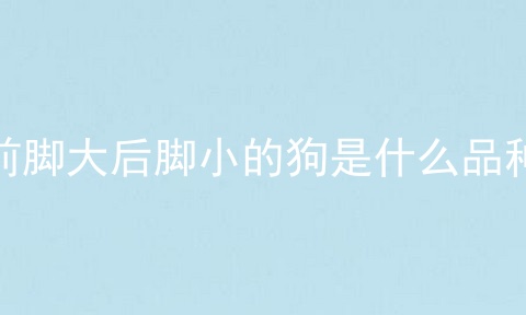 前脚大后脚小的狗是什么品种
