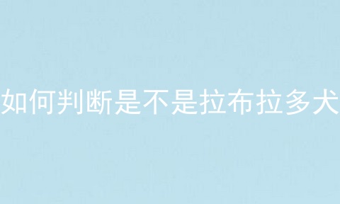 如何判断是不是拉布拉多犬