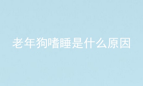 老年狗嗜睡是什么原因