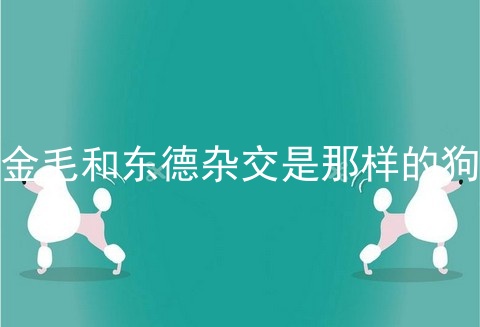 金毛和东德杂交是那样的狗