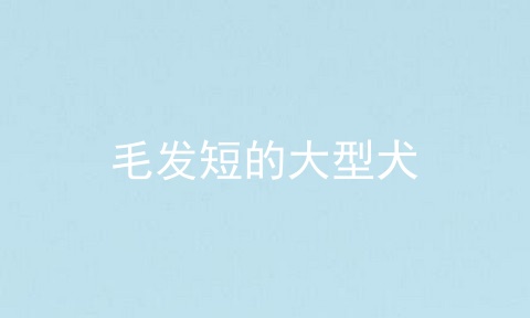 毛发短的大型犬