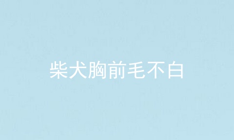 柴犬胸前毛不白