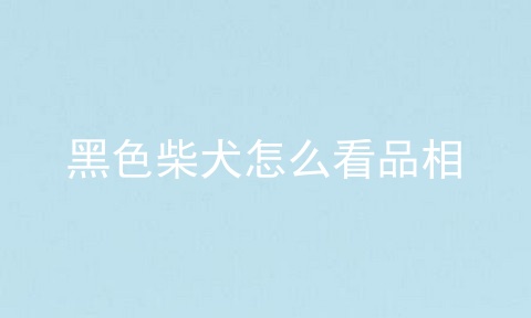 黑色柴犬怎么看品相