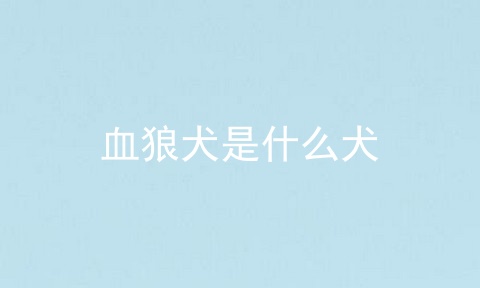 血狼犬是什么犬