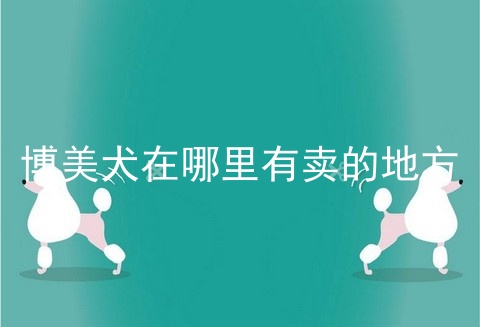 博美犬在哪里有卖的地方