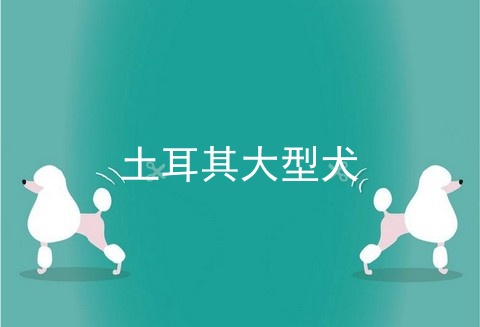 土耳其大型犬