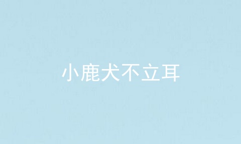 小鹿犬不立耳