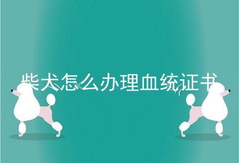 柴犬怎么办理血统证书